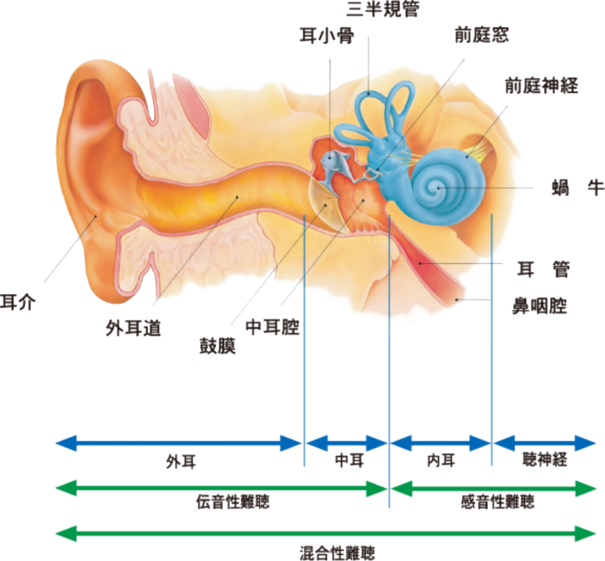 耳の仕組みについて。耳介から外耳道、鼓膜までを総称して「外耳」、鼓膜・耳小骨・前庭窓までを総称して「中耳」、蝸牛・三半規管・耳管・鼻咽喉を総称して「内耳」、前庭神経より繋がる神経を「聴神経」という。